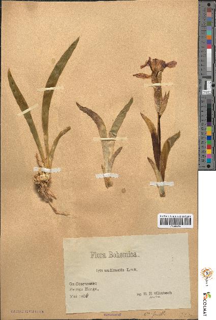 spécimen de Iris nudicaulis