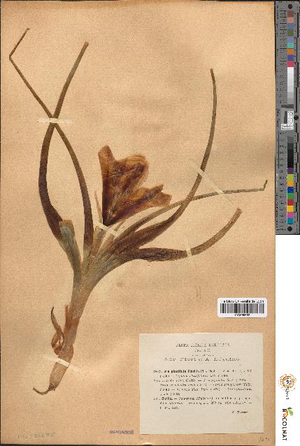 spécimen de Iris planifolia