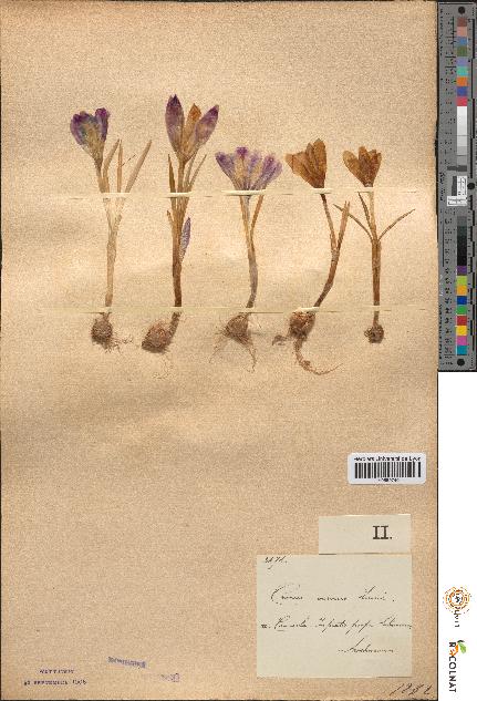 spécimen de Crocus vernus