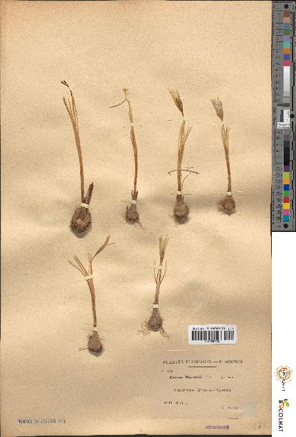 spécimen de Crocus marcetii