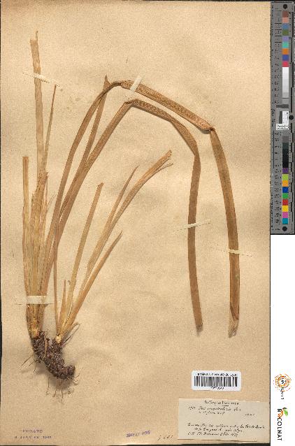 spécimen de Iris unguicularis