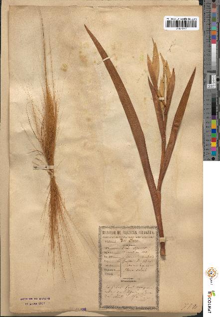 spécimen de Iris spuria