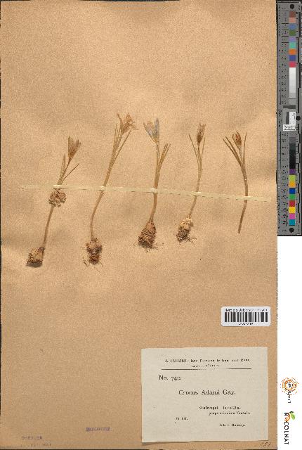 spécimen de Crocus adamii