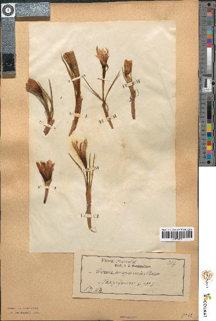 spécimen de Crocus ancyrensis