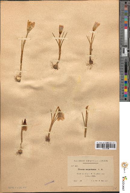 spécimen de Crocus carpetanus