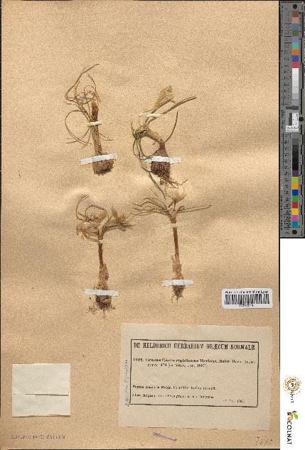 spécimen de Crocus cartwrightianus