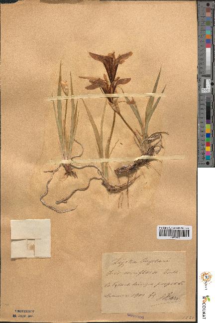 spécimen de Iris uniflora