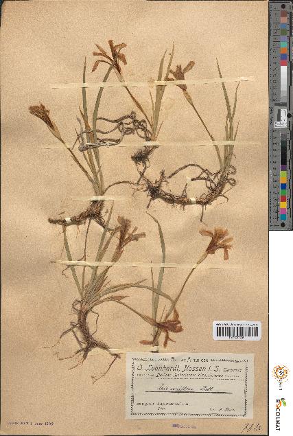 spécimen de Iris uniflora
