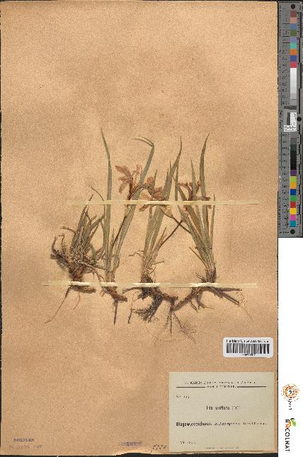 spécimen de Iris uniflora
