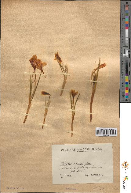 spécimen de Crocus olivieri