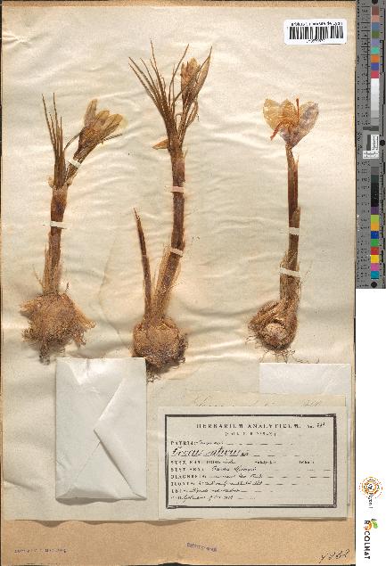 spécimen de Crocus sativus