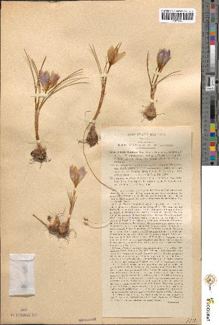 spécimen de Crocus thomasii