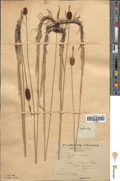 spécimen de Typha minima