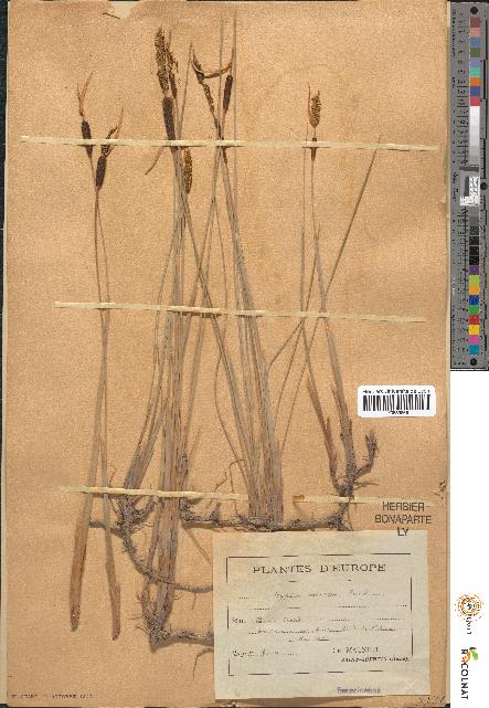 spécimen de Typha minima