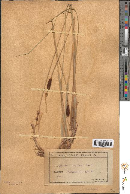 spécimen de Typha minima