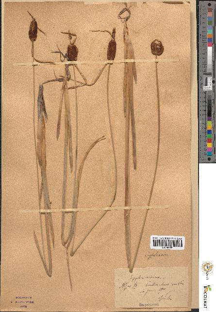 spécimen de Typha minima