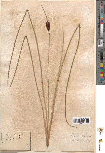 spécimen de Typha minima