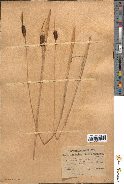 spécimen de Typha minima