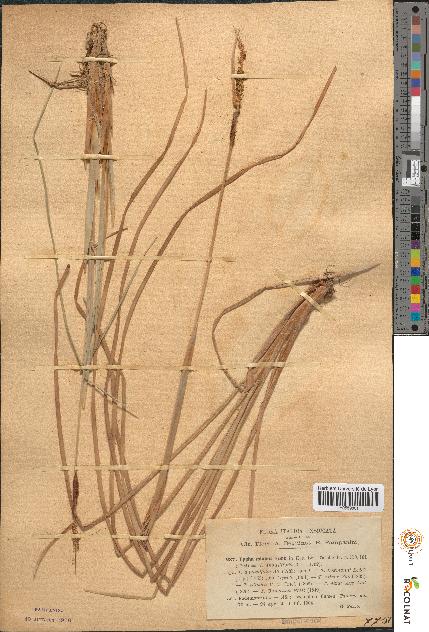 spécimen de Typha minima