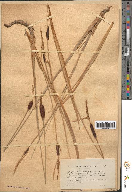 spécimen de Typha minima