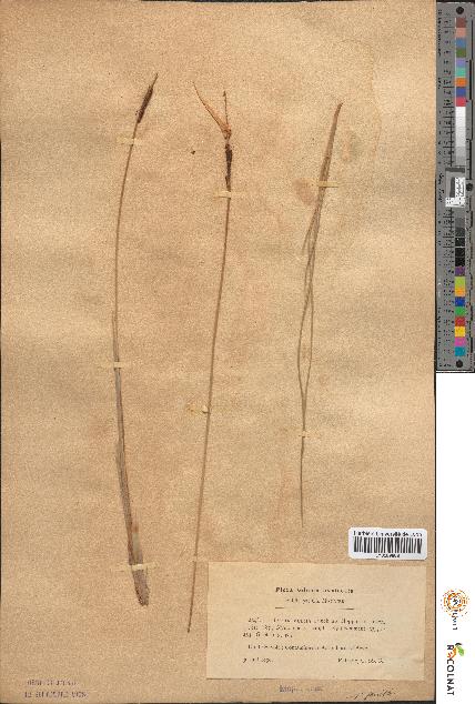 spécimen de Typha minima
