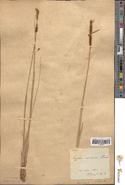 spécimen de Typha minima
