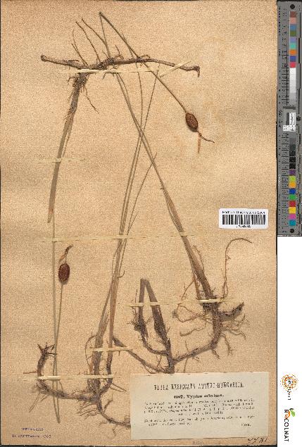 spécimen de Typha minima