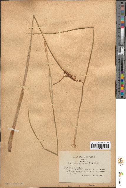 spécimen de Typha minima