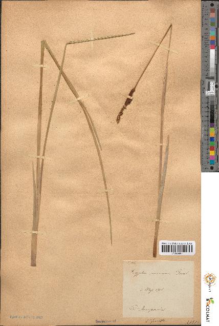 spécimen de Typha minima