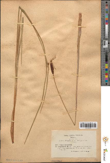 spécimen de Typha minima