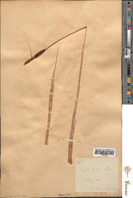 spécimen de Typha minima