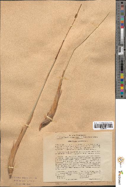 spécimen de Typha minima