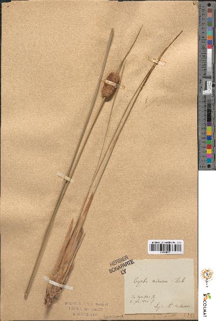 spécimen de Typha minima
