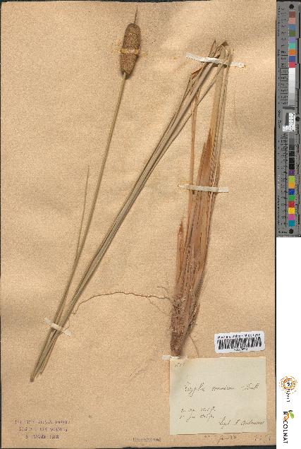 spécimen de Typha minima