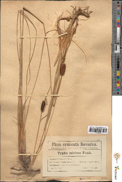 spécimen de Typha minima