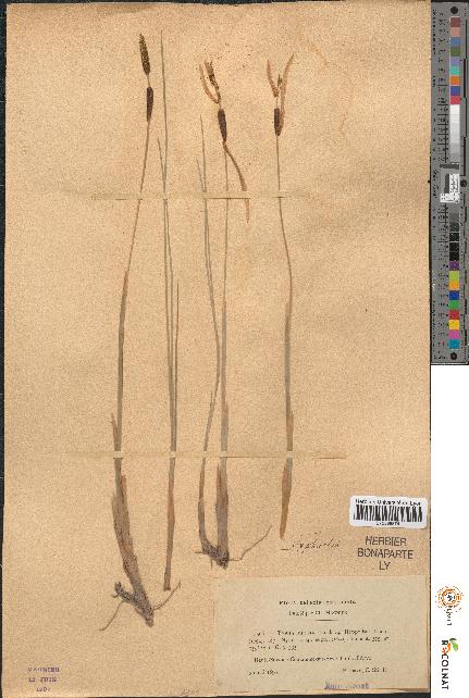 spécimen de Typha minima