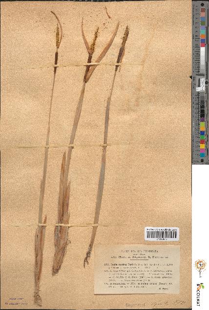 spécimen de Typha minima