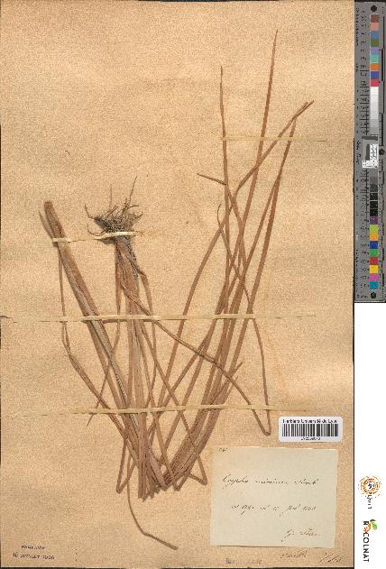 spécimen de Typha minima