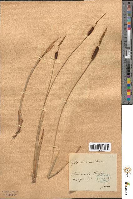spécimen de Typha minima