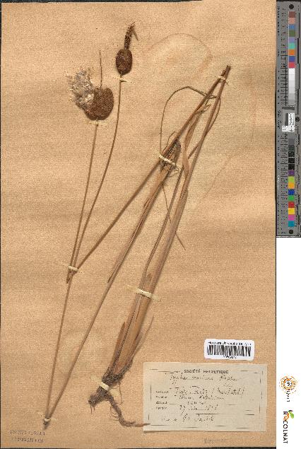 spécimen de Typha minima