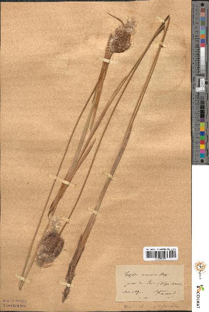 spécimen de Typha minima
