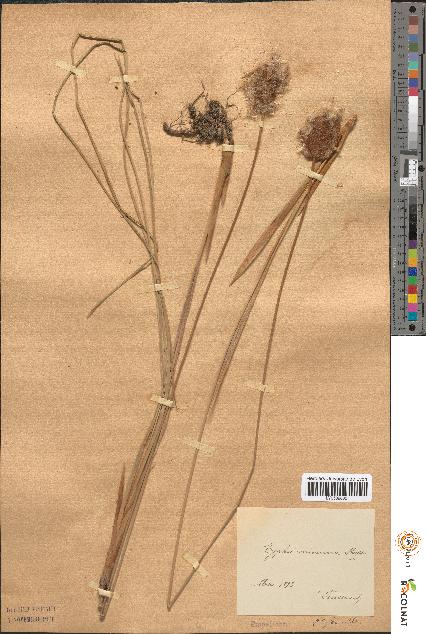 spécimen de Typha minima