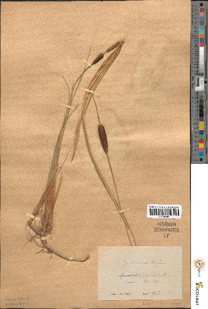 spécimen de Typha minima