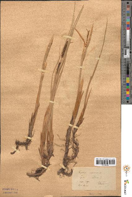 spécimen de Typha minima