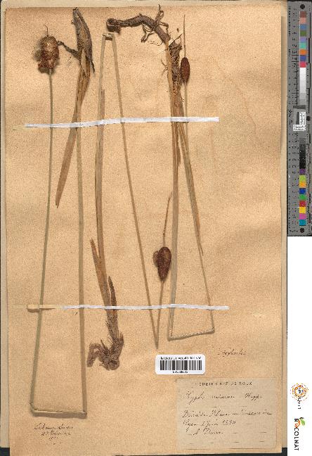 spécimen de Typha minima