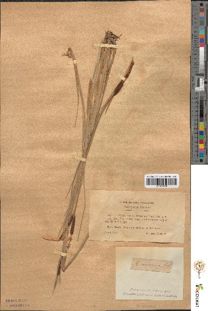 spécimen de Typha minima