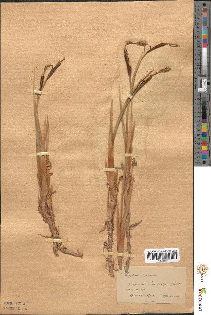 spécimen de Typha minima