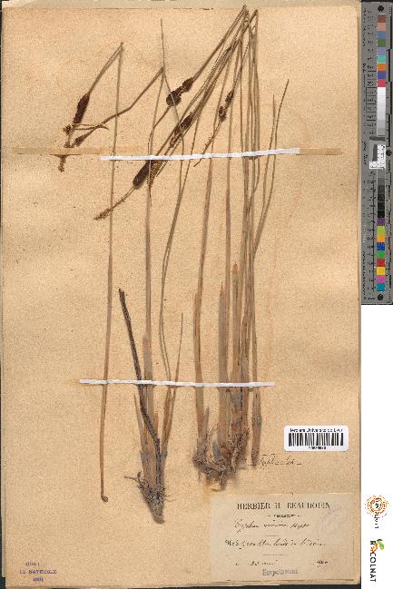 spécimen de Typha minima