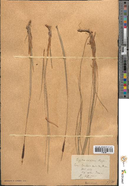 spécimen de Typha minima