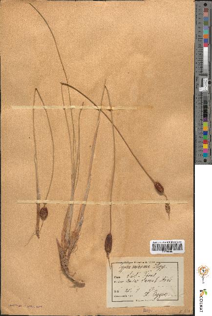 spécimen de Typha minima